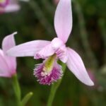Pogonia_ophioglossoides_Orchi_01