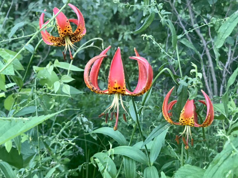Lilium michiganense (MICHIGAN LILY) Special Vegetation