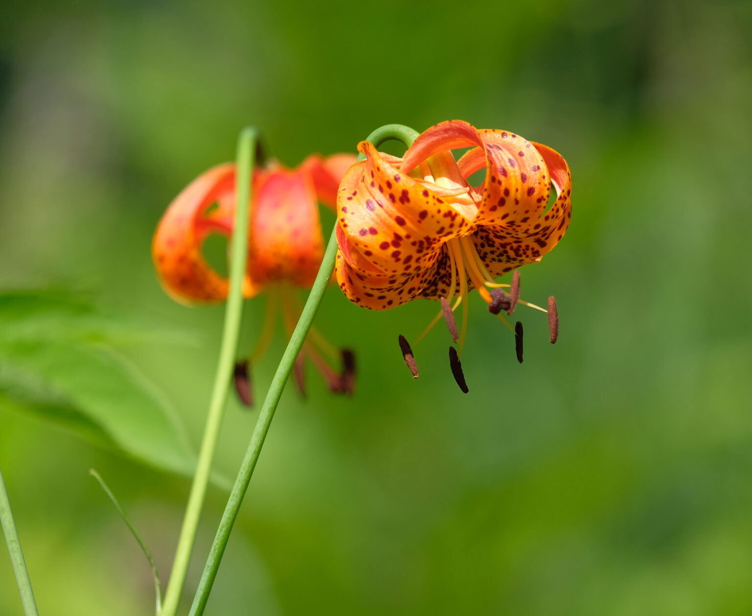 Michigan Lily (Lilium michiganense) Special Vegetation