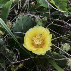Opuntia cespitosa, Eastern prickly pear cactus, in flower