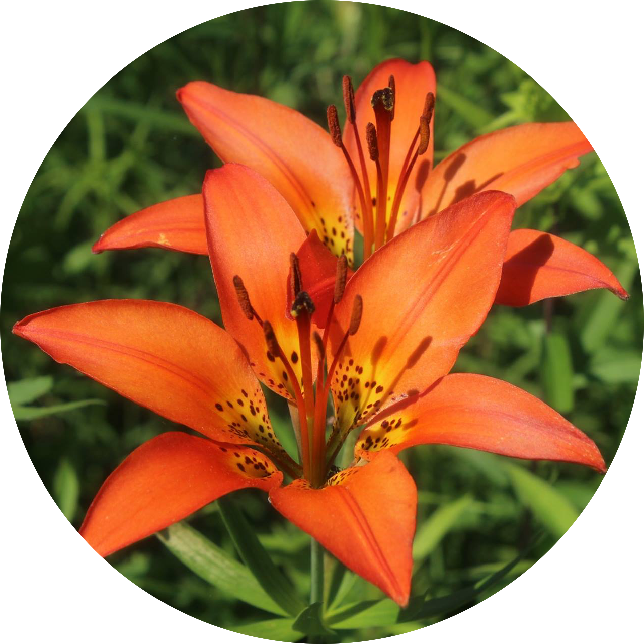 Special Vegetation ORCHID NURSERY