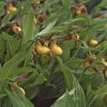 yellow lady slipper orchids