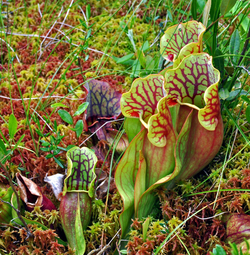 The northern pitcher plant, Sarracenia purpurea growing in a Sphagnum bog.