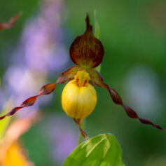 a yellow lady's-slipper with deep maroon sepals