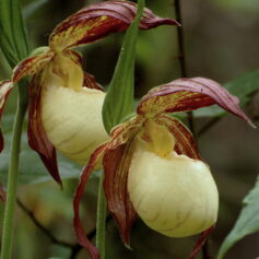 two Kentucky lady slipper orchids