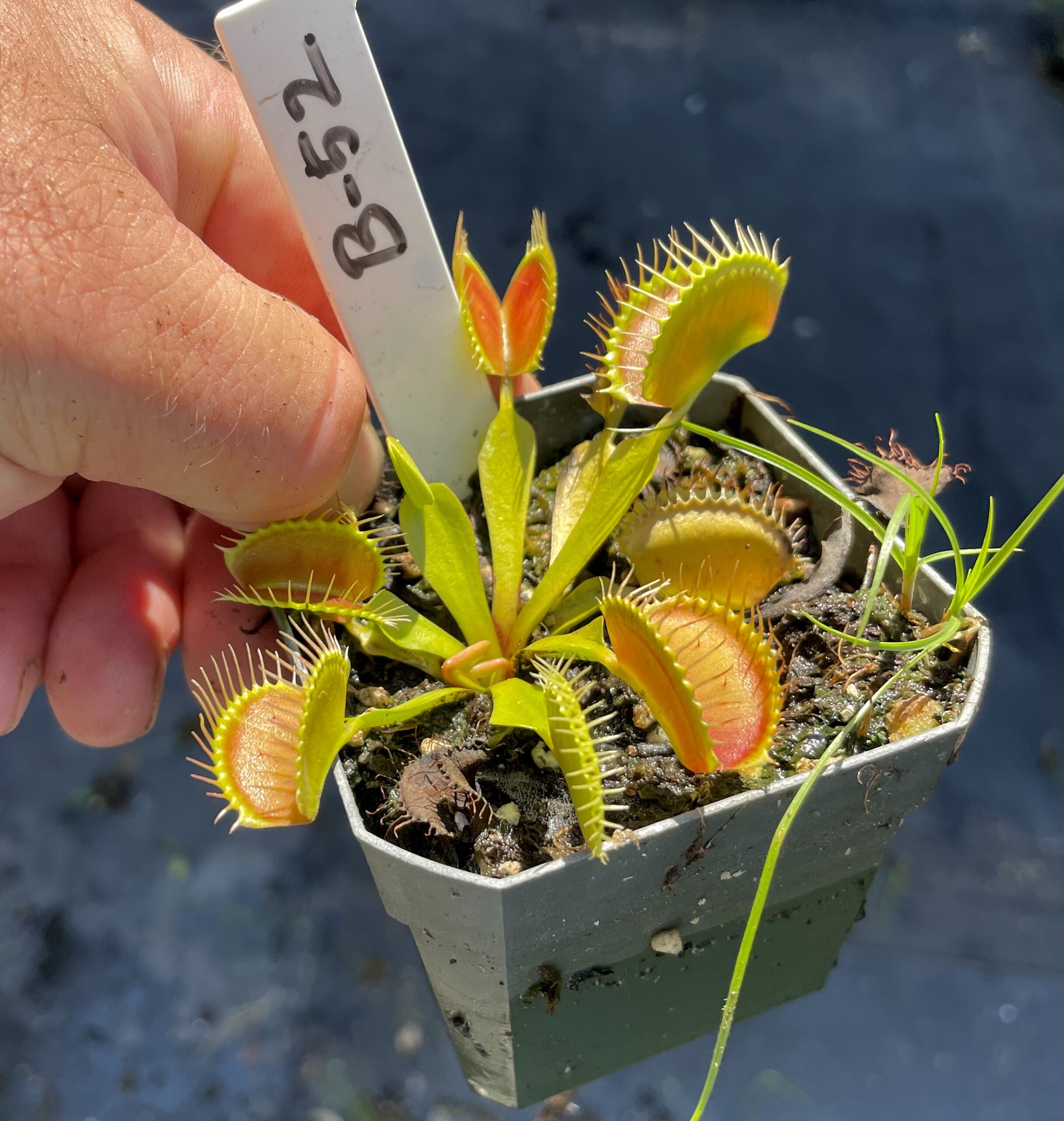 Dionaea muscipula 'B-52' (B-52 Venus Flytrap) - Special Vegetation