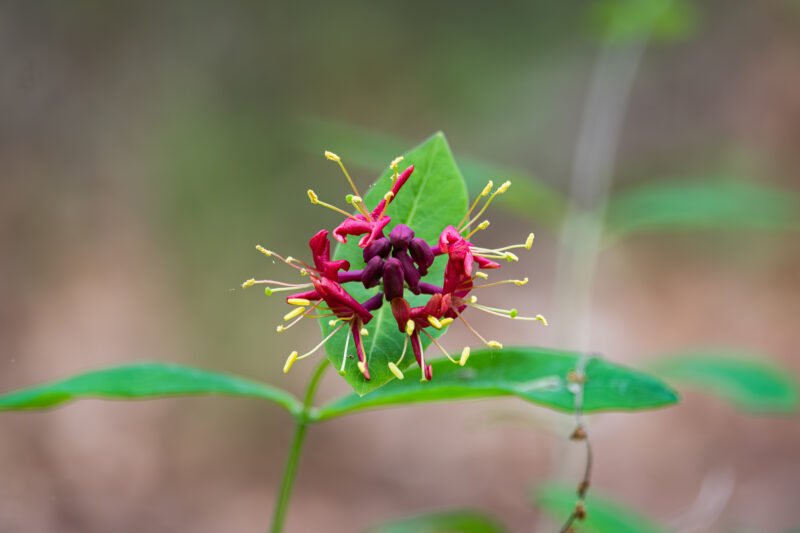 a red flower with yellow stamens set against green foliage