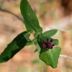 Lonicera dioica (WOODLAND HONEYSUCKLE)