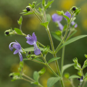 Trichostema dichotomum (FORKED BLUECURLS)